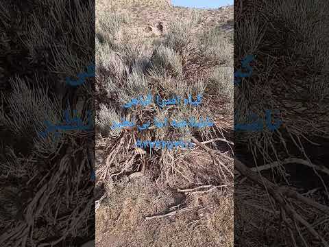 گیاه افدرا یا هوما یا گوشترگ همچنین ریش بز 09376652901