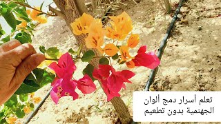 أسهل طريقة للحصول على جهنمية بعدة ألوان وبدون تطعيم 💐#الجهنمية #bougainvillea