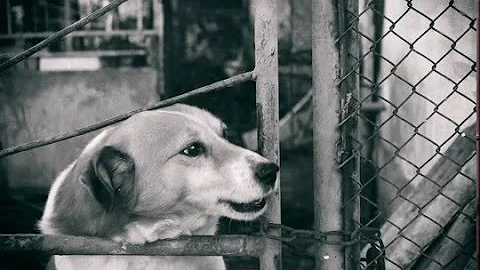 Васко Кръпката - Кучето на крайния квартал