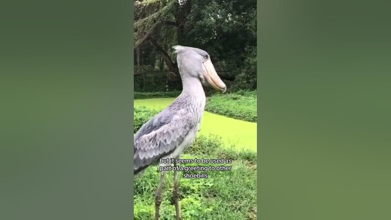 Shoebill machine gun noise scariest bird sound ever shoebill 