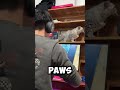 🤯In reality, cats cause so much trouble 😡 #short