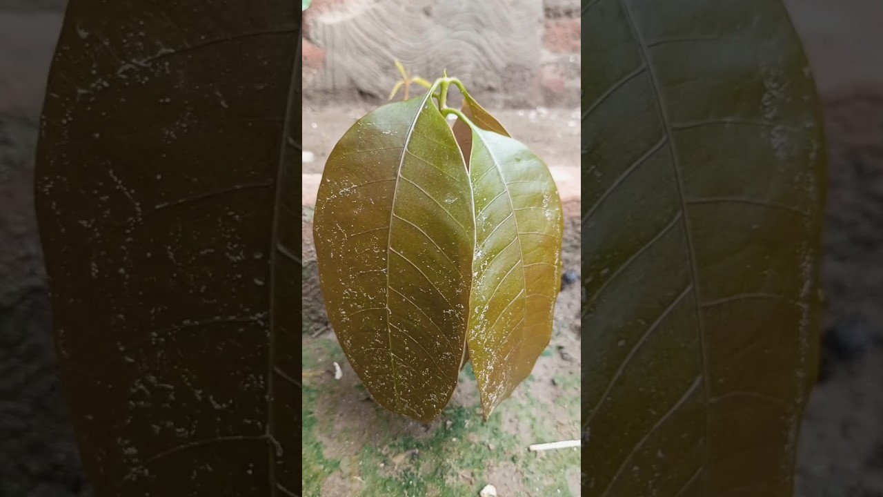 Grow mango 🥭 plant 🌱 from seed 🌰 | HB Gardeners 