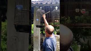 Mikat Sogon Ada Ringnya Gacor