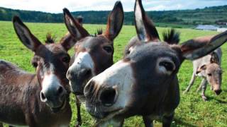 Mule Theft: A Look Back, Steele County