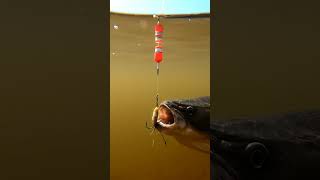 Crazy Fish Bite You Wont Believe What Happened