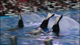 3 Orca Fluke Splash - Orca Encounter - SeaWorld Orlando - 1/14/22