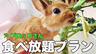 大胆にもブロッコリー丸々1個ウサギにあげてみた！ #705