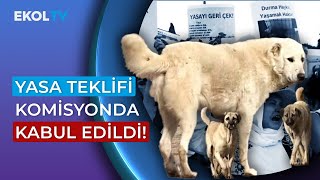 Tarım Komisyonunda Görüşülen Sokak Köpekleri Yasası Teklifi Kabul Edildi
