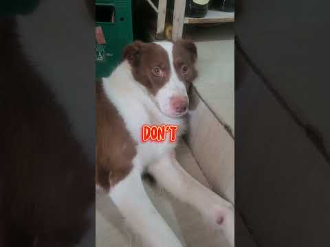 #doglover #dog