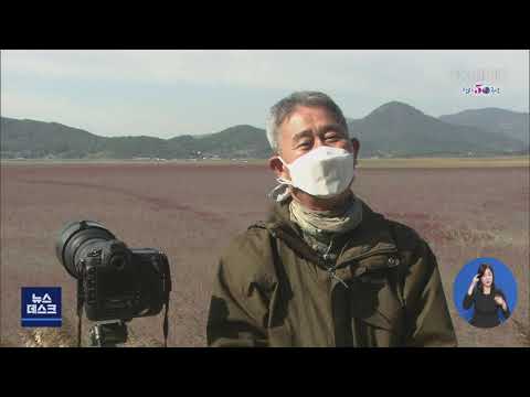 순천만 <strong>흑두루미</strong> 도래.. 인공위성 추적 - R (201026월/뉴스데스크)