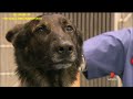 K9 Arrest | 7News Perth | 25/08/2013