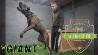 *GIANT* CANE CORSO  PERSONAL PROTECTION DOG