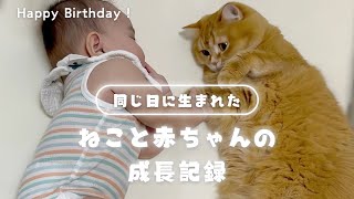 出会いと別れを経験し、絆が深まった赤ちゃんと猫のお話。