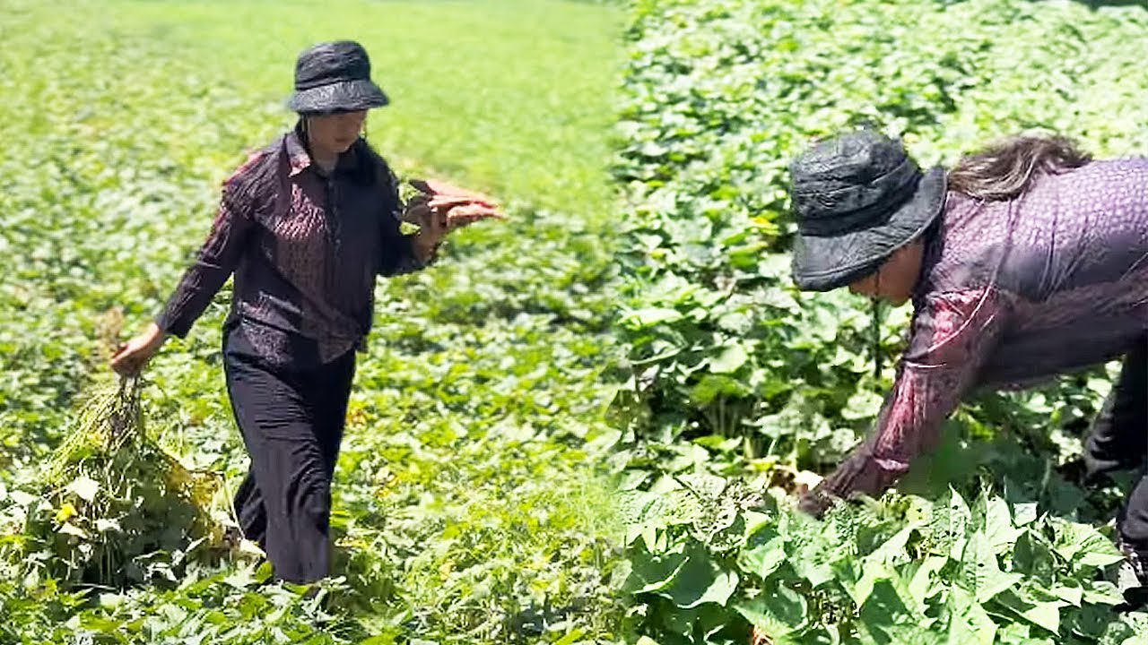 普通的人做普通的事,平淡的日子充满温馨和幸福 - YouTube
