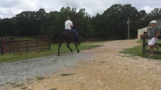 Rowdy Rawhide's Rock - Single-footing Stallion