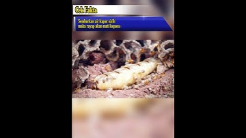 Fakta unik cara mengusir binatang #faktasingkat #faktaunik# #fyp #shortsviral