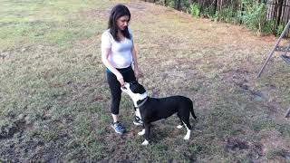 Beginners Obedience Commands - Down Command / Lay Down