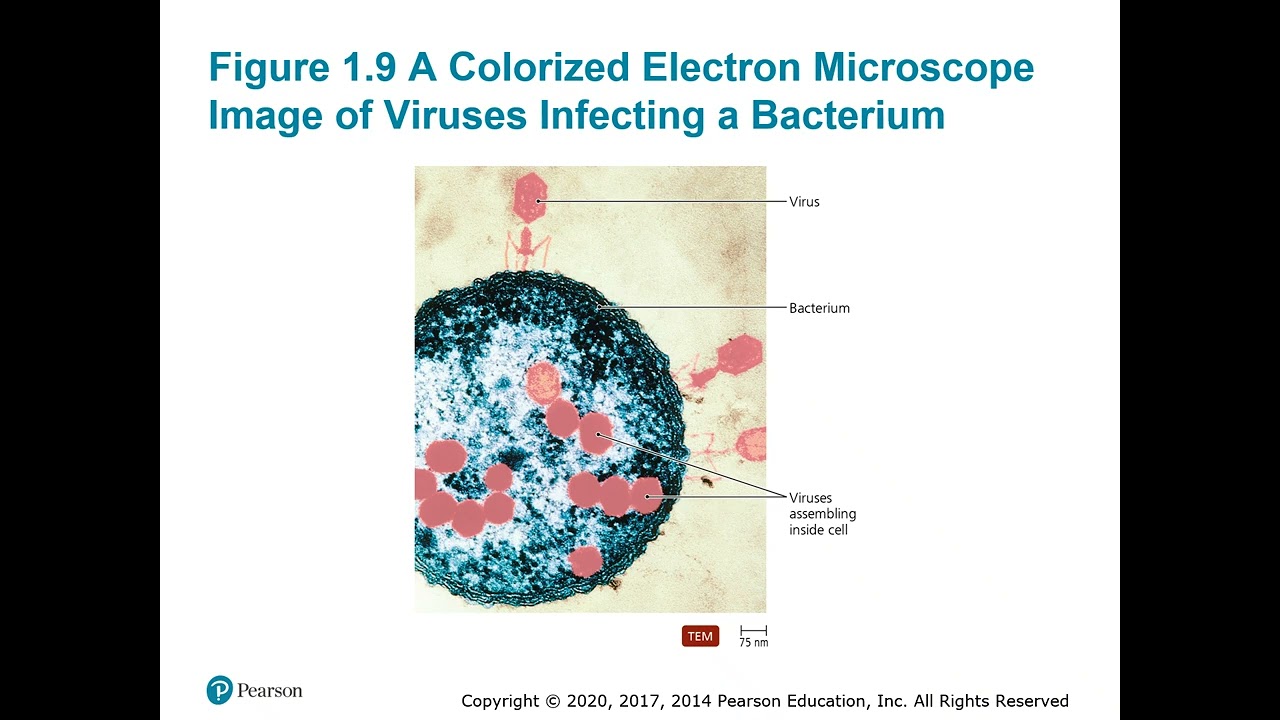 BIO 230 Chapter 1 PPT Recording