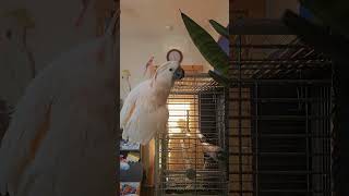 Cockatoo Enjoying His Shower