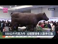 550公斤巧克力牛  过程繁琐多人联手打造【2025.06.27 八度空间华语新闻】