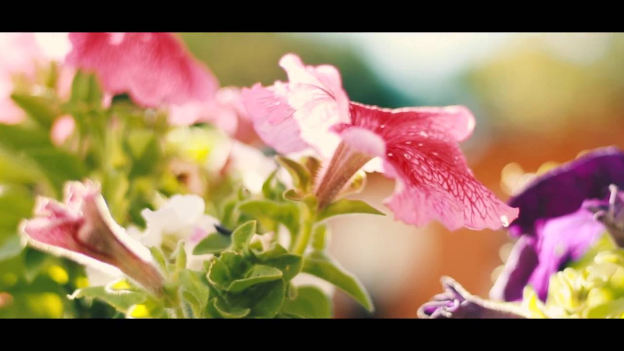 Konova K2 Slider | Cinematic Test