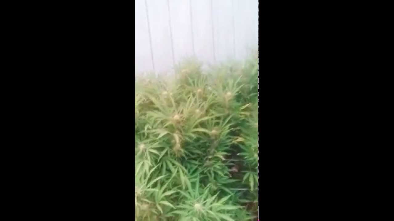 September days marijuana grow