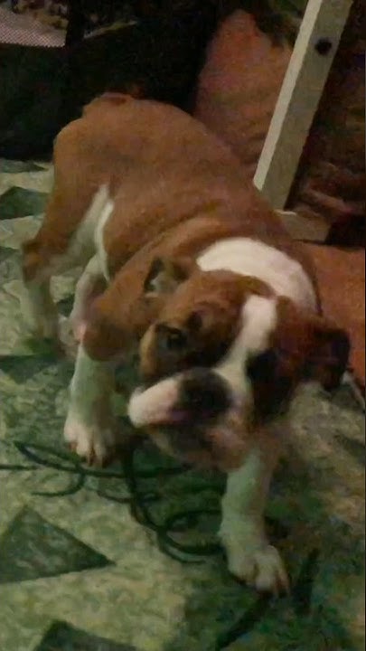 Первая встреча Черри и любимой "игрушки" #shorts #puppy #bulldog # ...