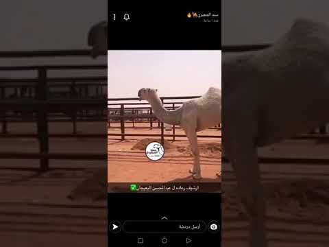 ارشيف الفرديه رعاده يومها عند علوش العجمي
