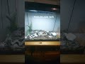 Upgrade and update My tank #update #upgrade #tank  #frog #funny #animals