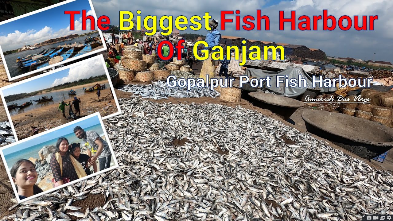 Biggest Fish Harbour Of Ganjam || Visiting Places of Ganjam || Drone View ||  Amaresh Das Vlogs