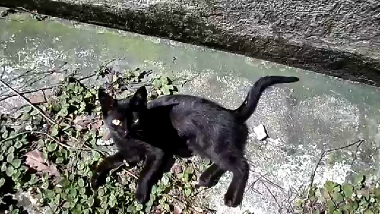 ねこあつめ Cute black kitten rolling