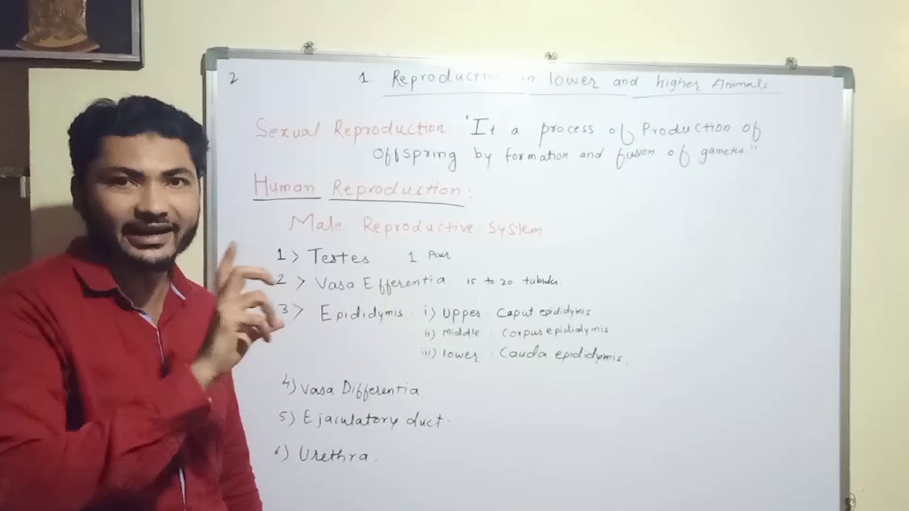 Reproduction In Lower And Higher Animals YouTube