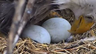 Bald Eagle Lotus Rolls Her Eggs