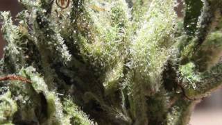 The Most Sticky Marijuana I Ever Had