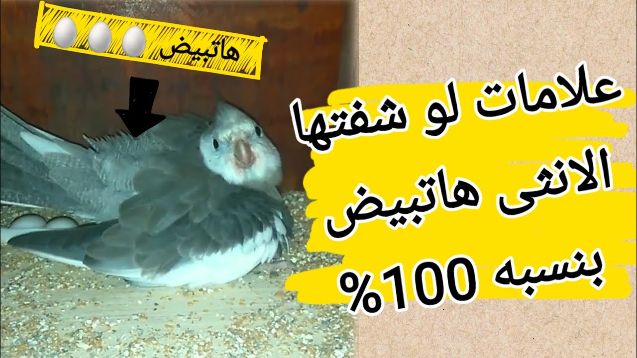 علامات تدل ان الكوكتيل ها يبيض خلال ايام