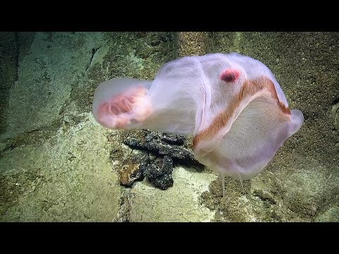 Translucent Deepstaria Jelly Whorls With Resident Isopod | Nautilus Live