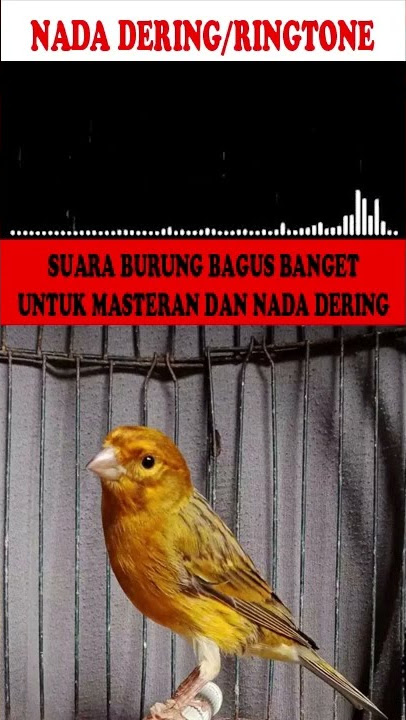 NADA DERING|RINGTONE|MASTERAN BURUNG SUARA KICAUAN KENARI  GACOR TEMBAKAN KASARAN
