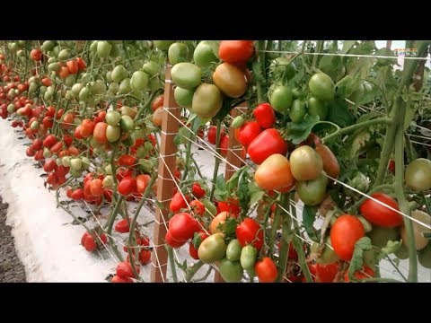 वीडियो: ग्रीनहाउस के लिए टमाटर की पौध उगाने के बारे में मिथक