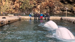 Beluga Whale Sanctuary: Move update 29th September 2023