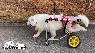 補助無しでも犬用車椅子をひとりで乗りこなすルンルンです　Great Pyrenees　グレートピレニーズ by 今日のルンルン / Today's RunRun 86,718 views 3 weeks ago 6 minutes, 24 seconds