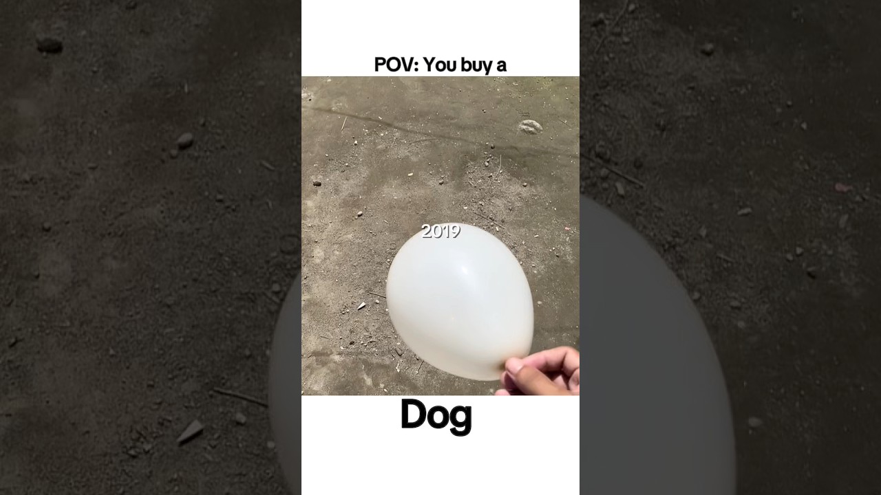 When dog owner passed away 🥹