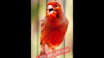 تغريد كناري قوي الله يبارك 