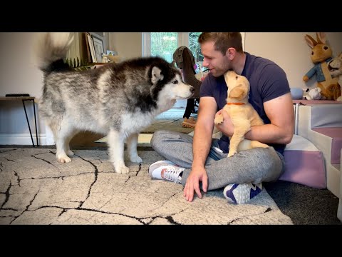 Niko Meets New Golden Retriever Puppy For First Time And Thinks She's It's Mom! (So Cute!!)