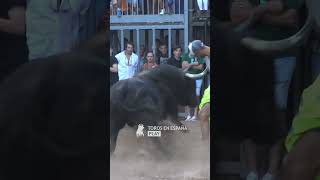 OTRO TORO AL QUE NO LE GUSTA NADA EL CAJÓN