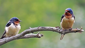 Filming the Feathers: Barn Swallows