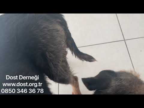 Video: Pyometra: Köpeklerde Belirtileri ve Tedavisi