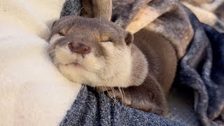 The otter flirts for about five minutes and then goes to sleep. by ma ko 9,516 views 5 days ago 4 minutes, 28 seconds