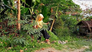 membuat rolade tahu putih daun singkong yang enak untuk keluarga tercinta || memasak di desa