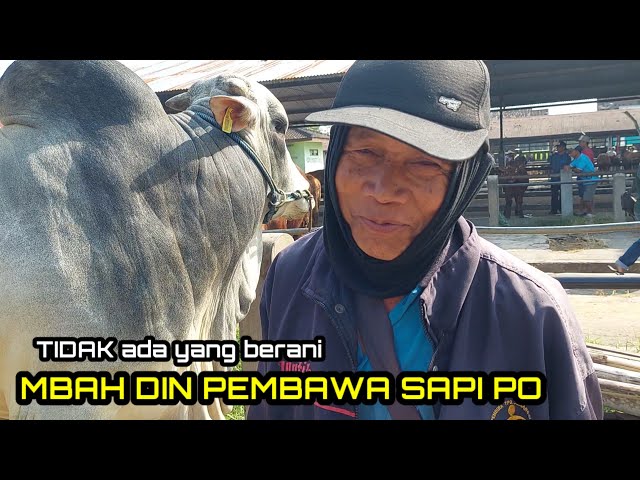 MBAH DIN BLANTIK SENIOR BAWA SAPI PO JUMBO ‼️ TERNYATA INI PENYEBABNYA TIDAK LAKU 🔥🔥🔥 class=