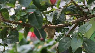 Wikipedia] south china botanical garden ...